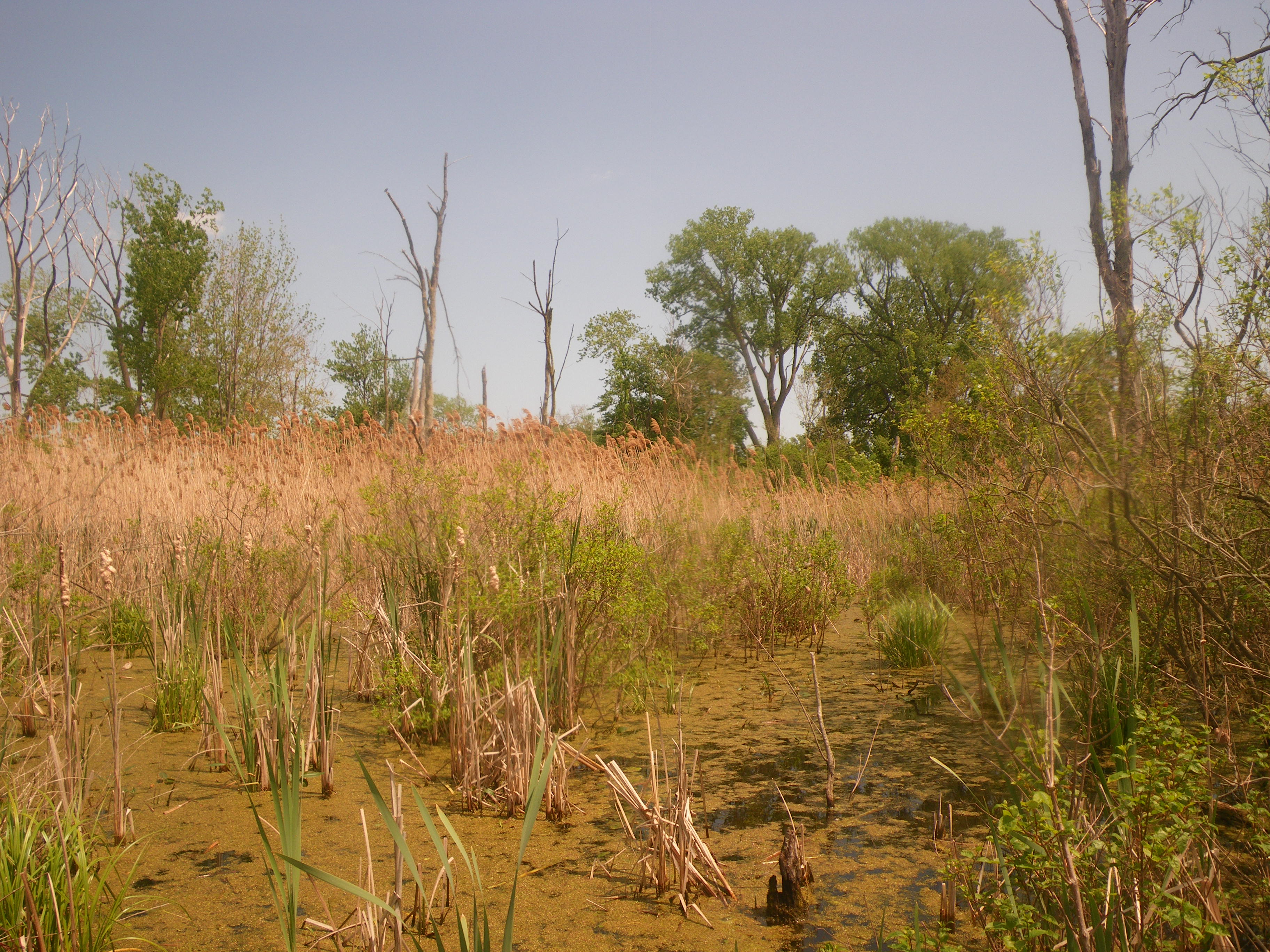 marsh